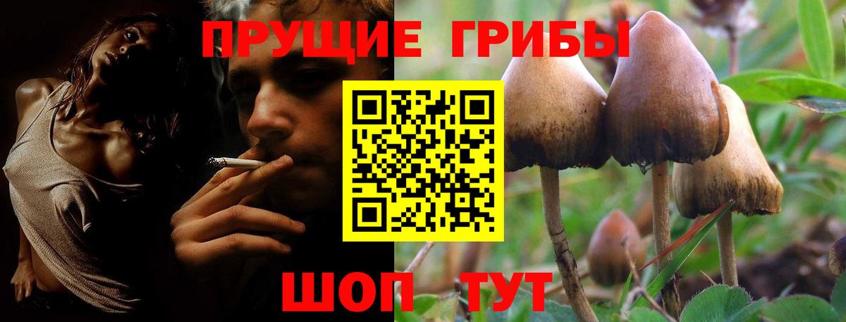 Псилоцибиновые грибы мицелий Тимашёвск